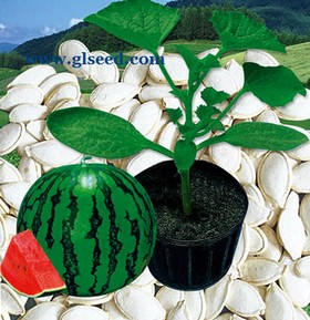 优抗一号西瓜砧木