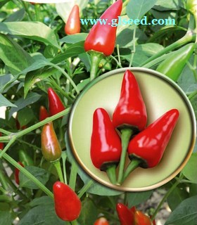 红晶辣椒