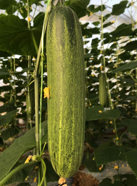1834黄瓜（预告品种）