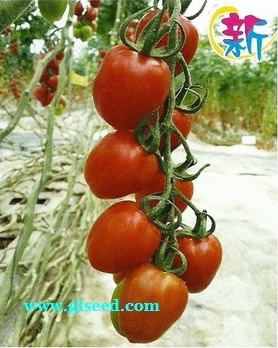 拉多克1688水果番茄