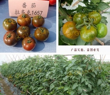 拉多克1657番茄