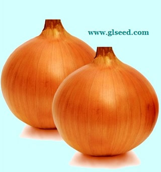 新世纪金球大玉葱