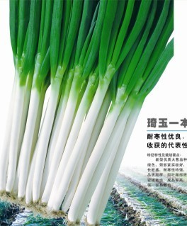 琦玉一本大葱