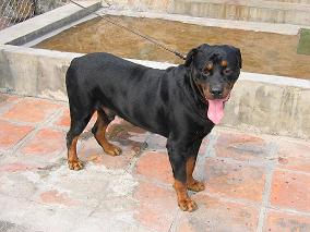  罗特韦尔犬（洛威拿犬）