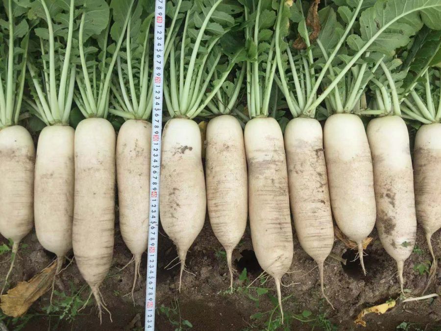 广良37号白萝卜（预告品种）