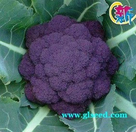 紫霞花椰菜