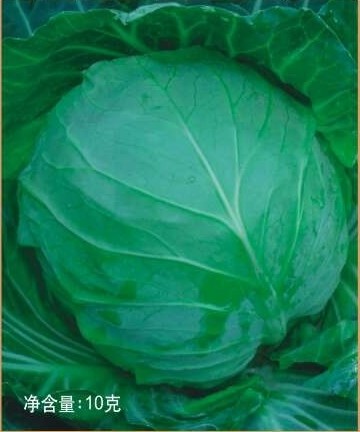 美一番圆球甘蓝