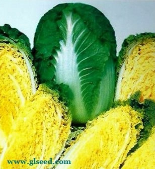  GL黄芯早50白菜