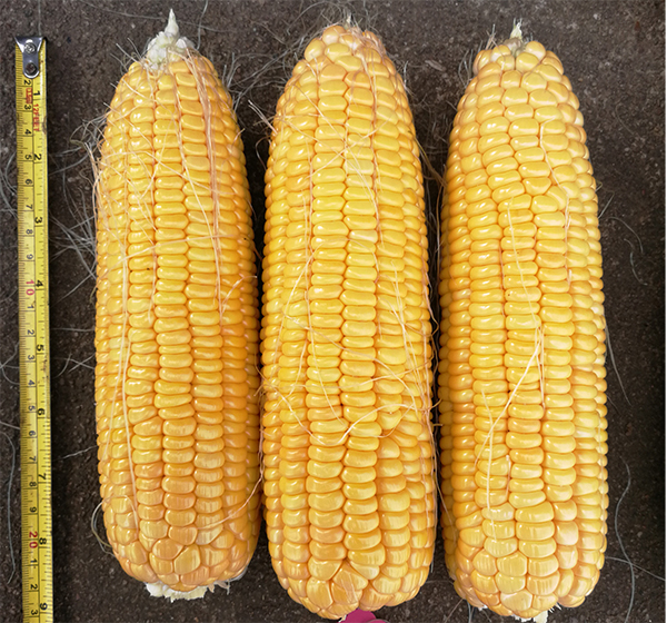 广良甜36号玉米(预告)