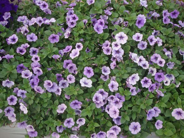 矮牵牛&bull;蓝色脉纹