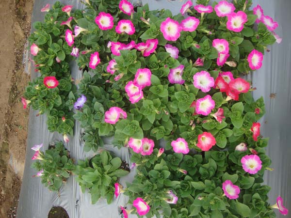 矮牵牛&bull;梅林鲜肉色