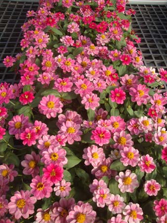 百日草&bull;重瓣丰盛樱桃色