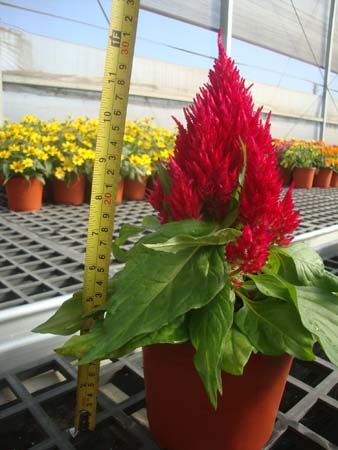 鸡冠花&bull;樱桃红色