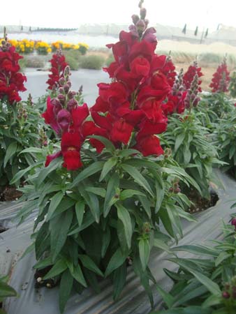 金鱼草&bull;GLAC01红色