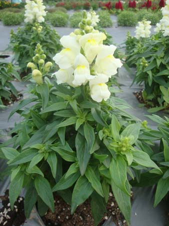 金鱼草&bull;GLAC02白色