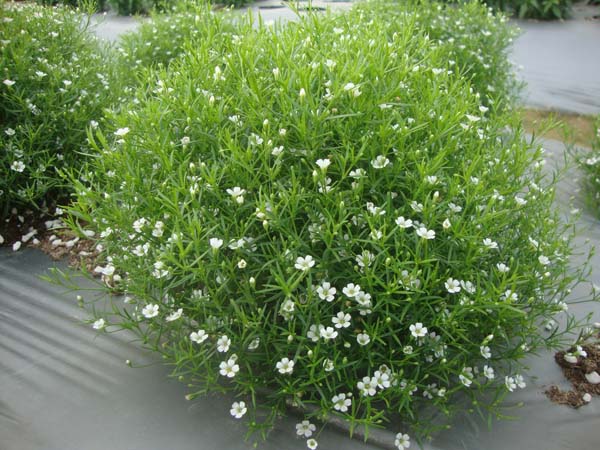 满天星&bull;GLGJ03紧凑白色