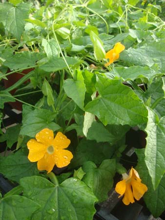 山牵牛&bull;CP-S-O-11