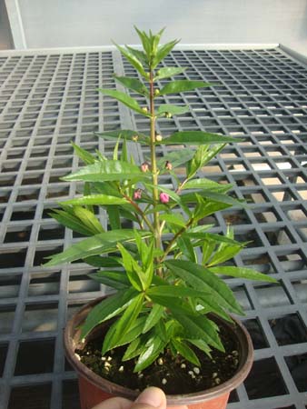 斯库勒钓钟柳&bull;CP-K-R-02