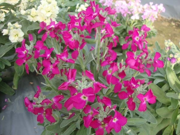 紫罗兰&bull;GLJL01玫红色