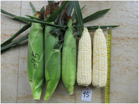 广良白甜95玉米(预告)