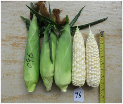 广良白甜96玉米