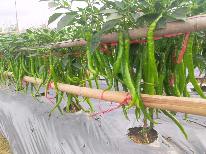 ZSP2162辣椒(预告)