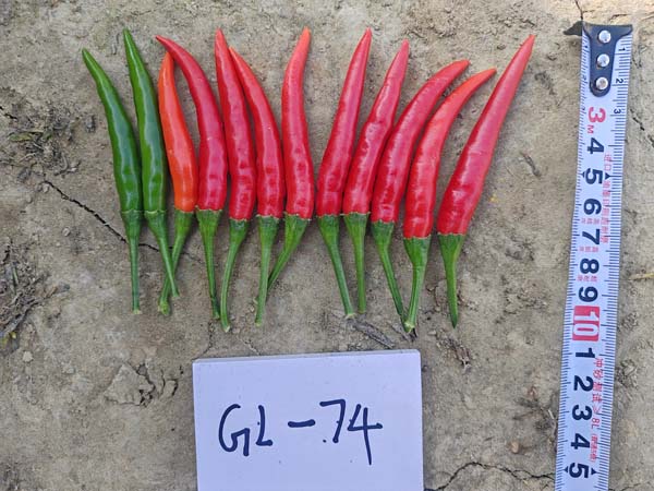 GL-74朝天椒(预告)