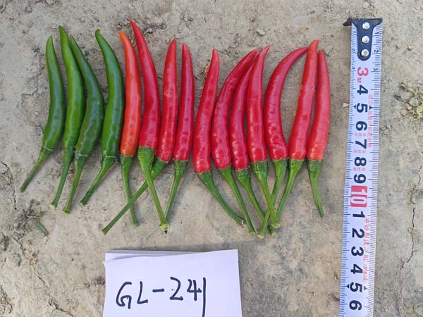 GL-241朝天椒(预告)