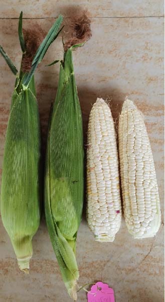 广良白甜糯8号(预告)