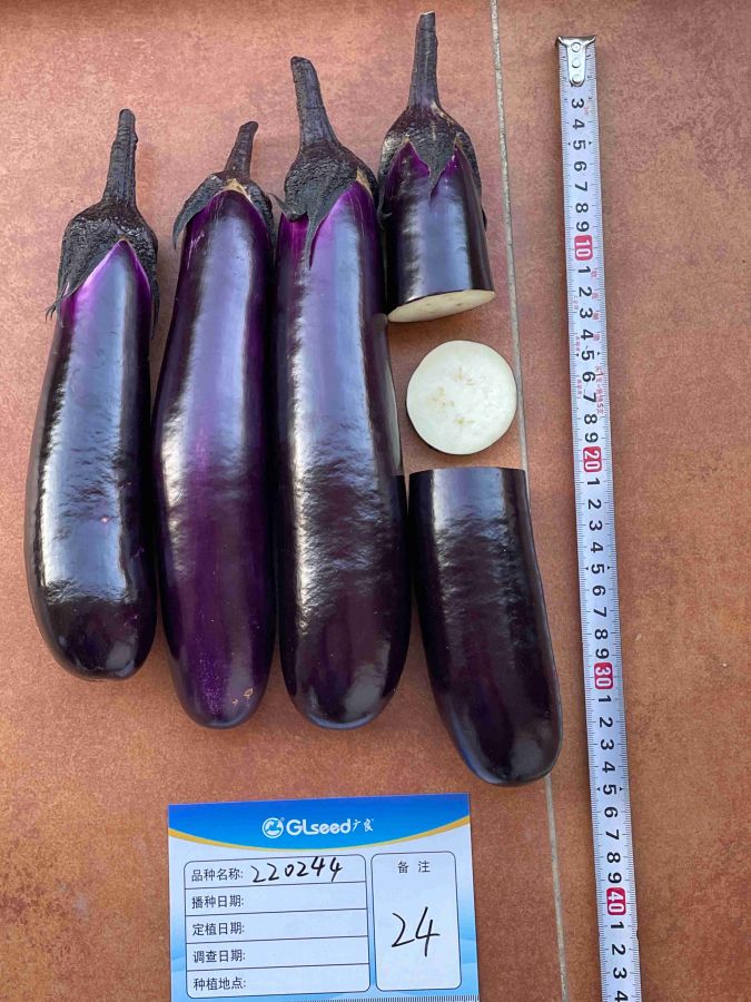 GL0244茄子（预告）