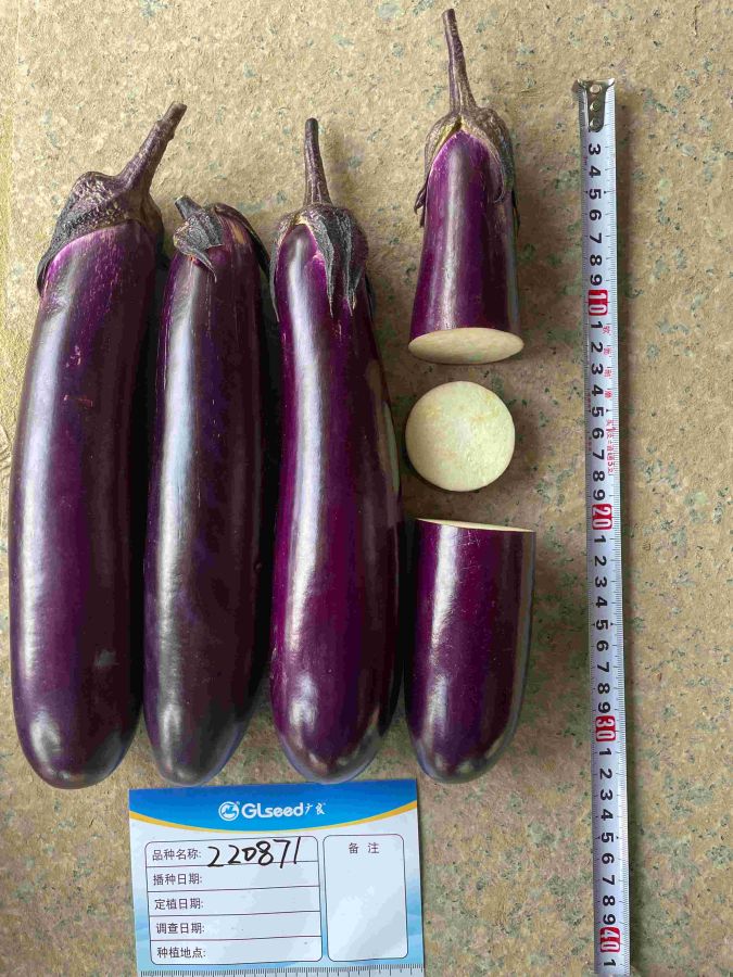 GL0871茄子（预告）