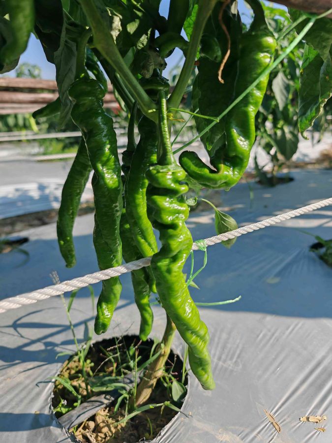 25SP-16螺丝椒（预告）