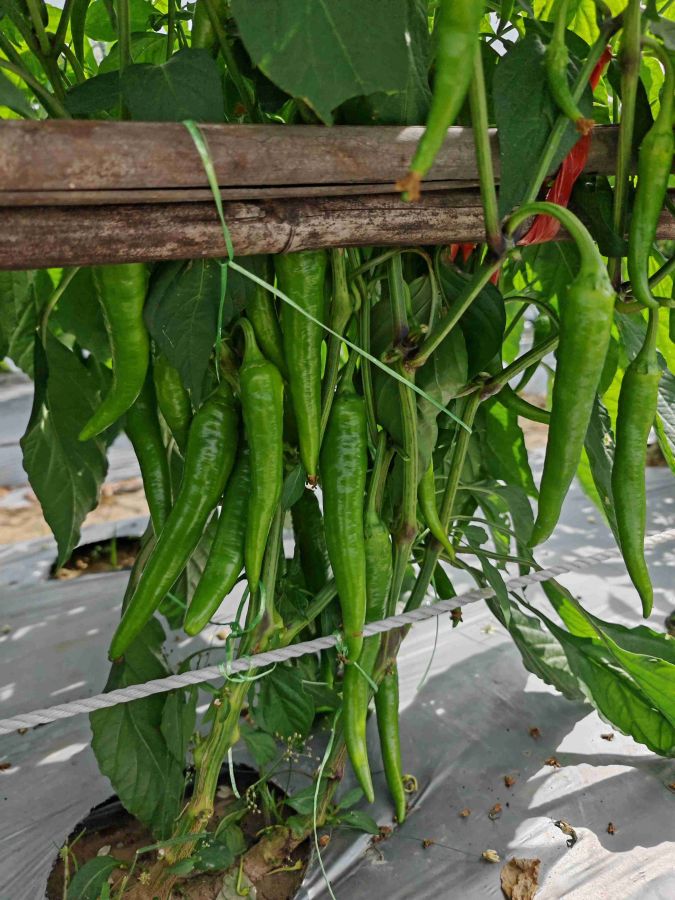 25SP-19线椒（预告）