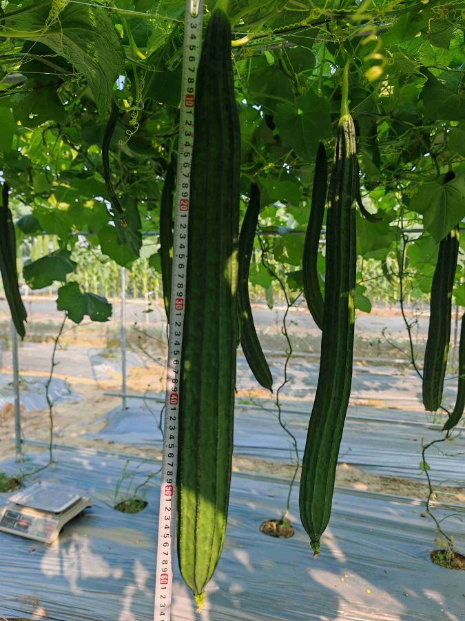 丰丽美丝瓜（预告）