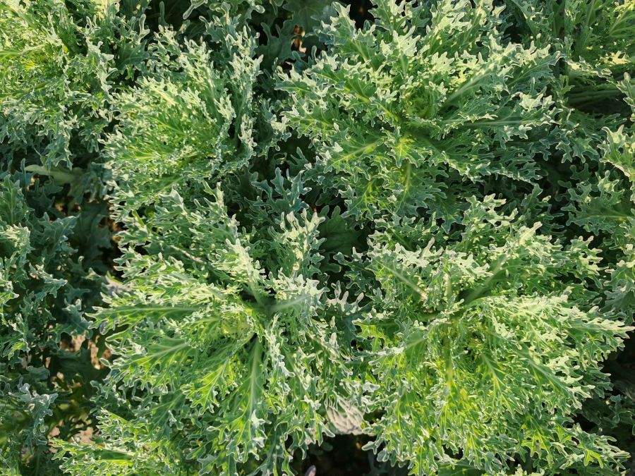 GL-YK-18（预告）