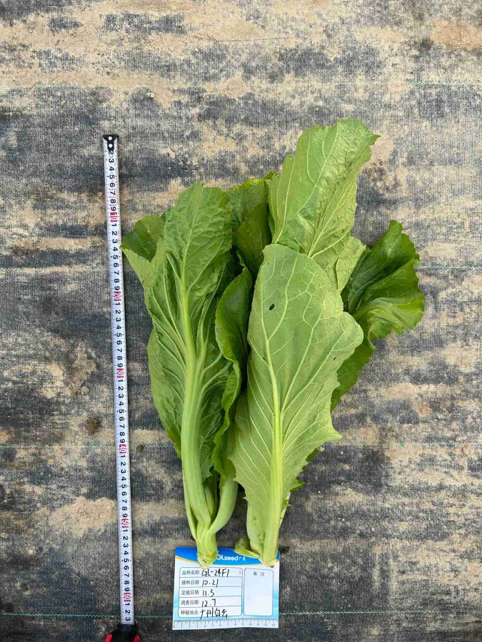 GL-24F1杂交芥菜（预告）