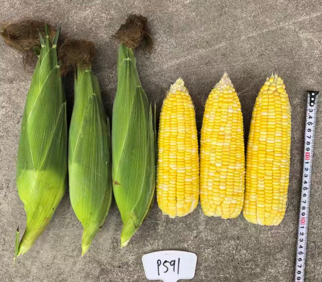 广良甜446玉米（预告）