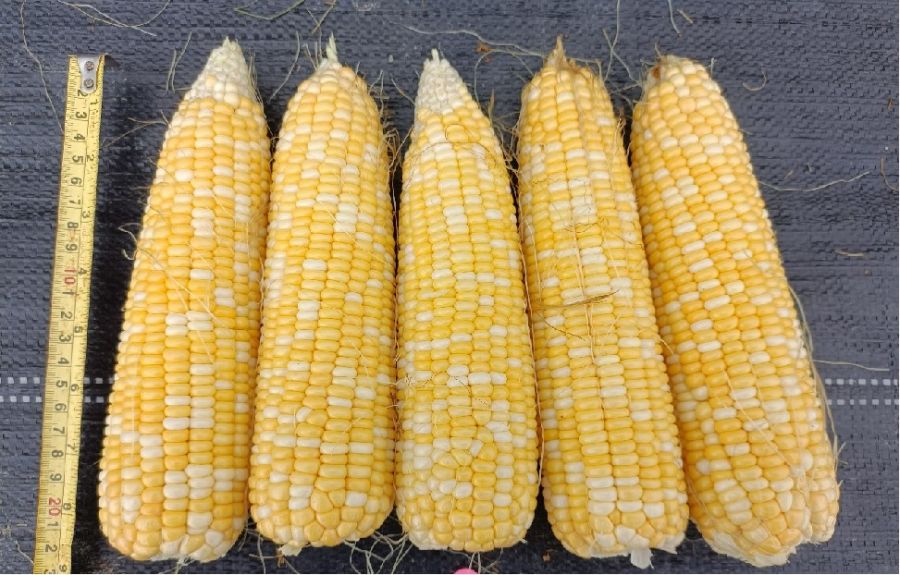 广良甜426（预告）