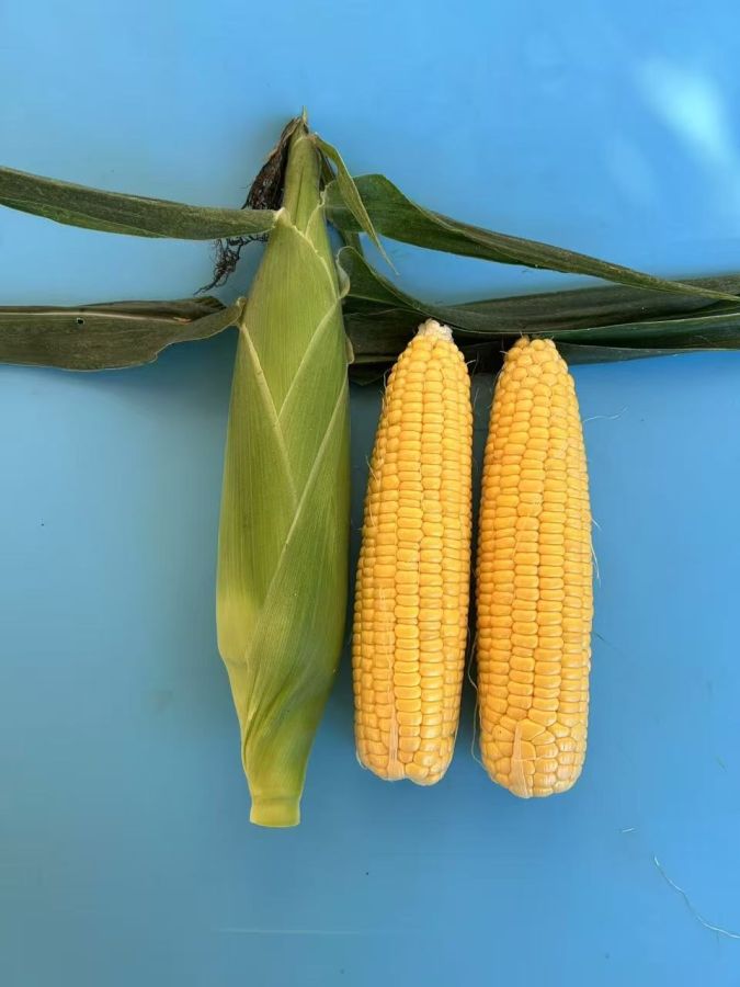 广良甜77号玉米（预告）