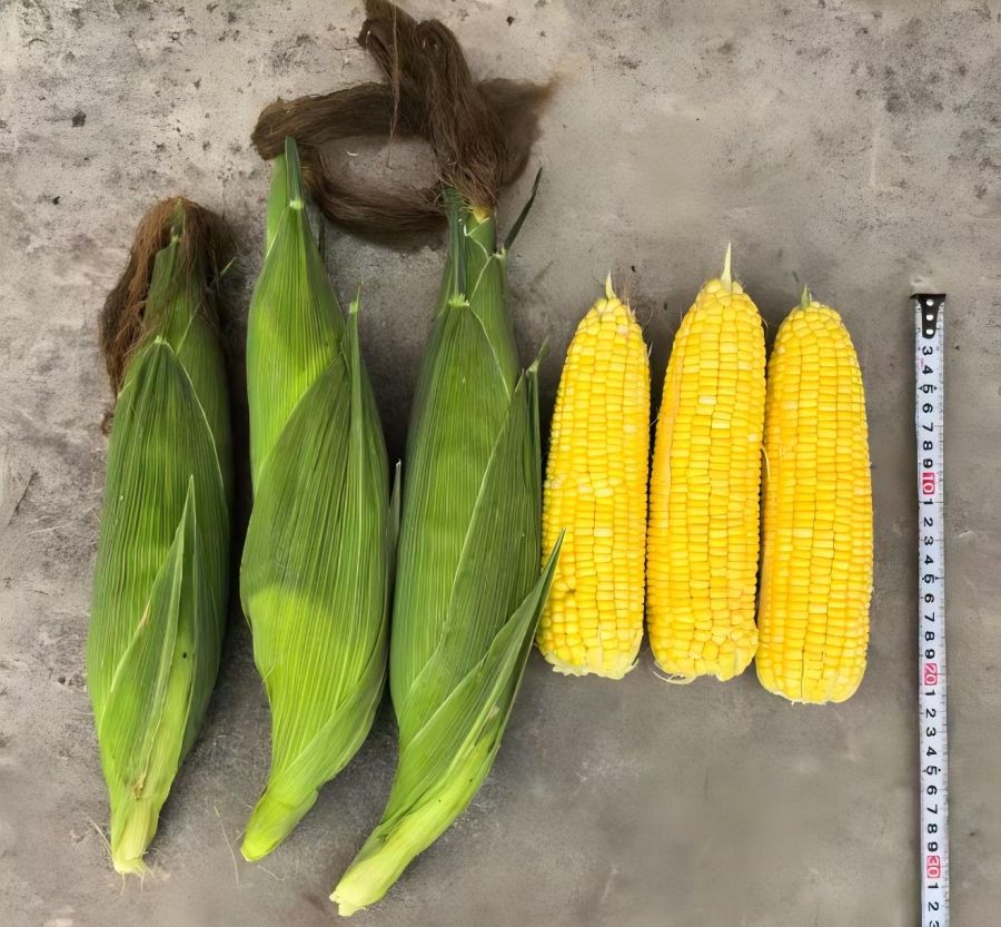 GL-Y-4361玉米（预告）