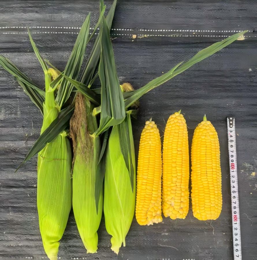 GL-Y-5074玉米（预告）