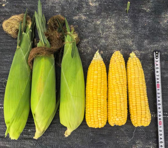 GL-Y-5065玉米（预告）