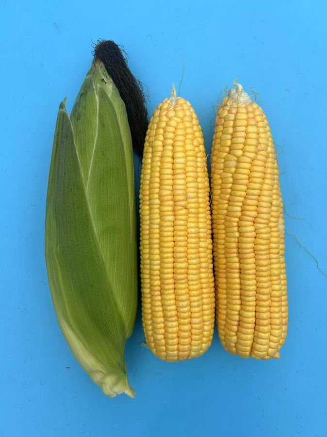 广良甜55号玉米（预告）