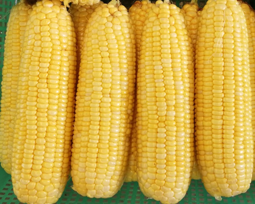 广良甜20号（预告）