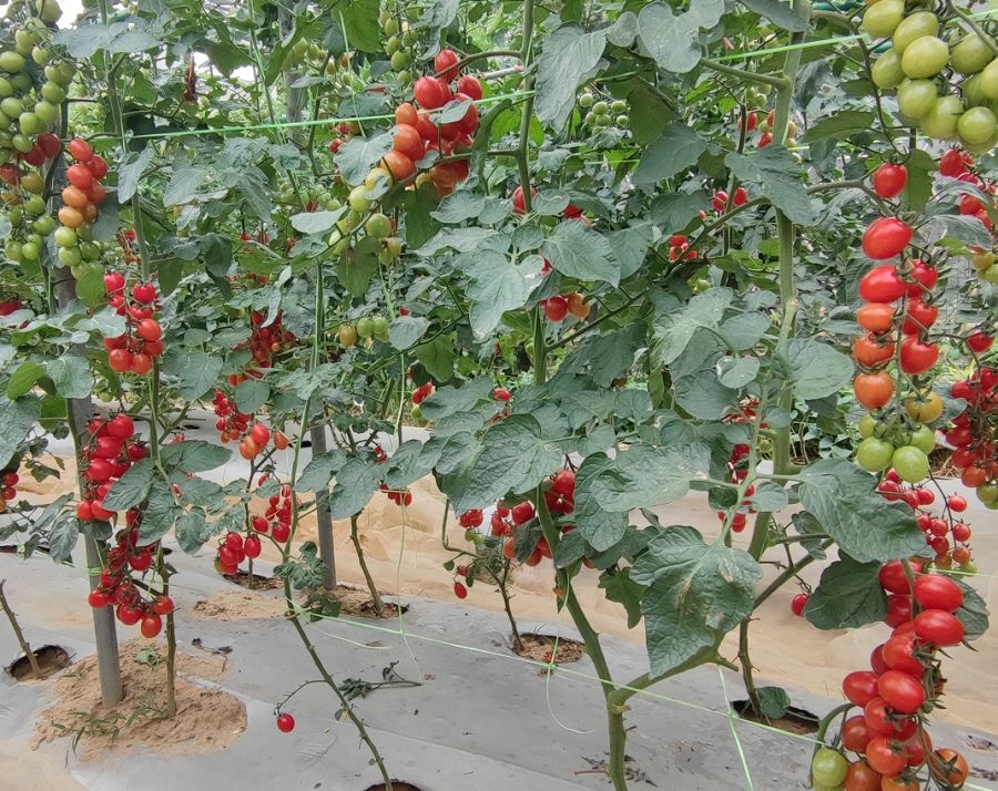 GZT25502番茄（预告）