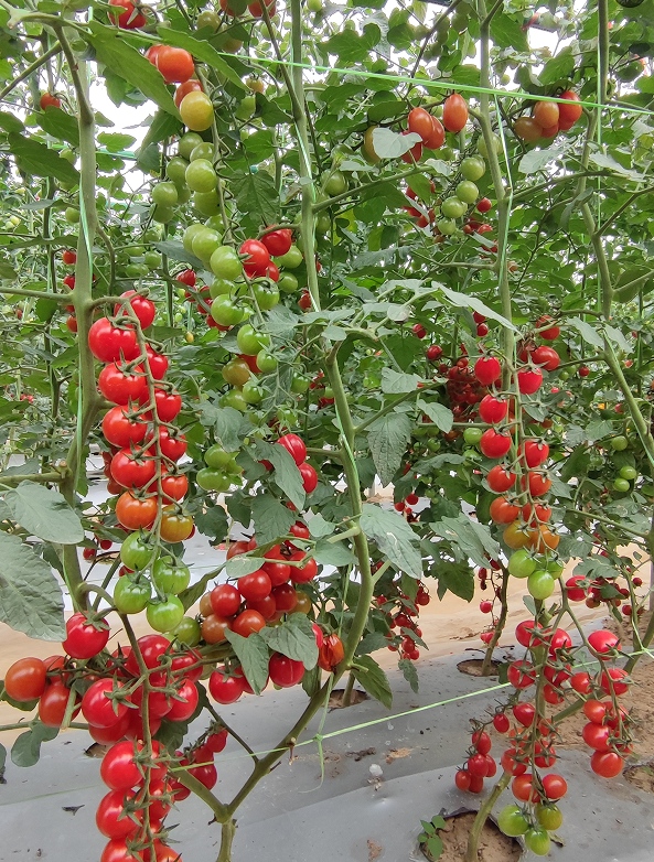 GZT25503番茄（预告）