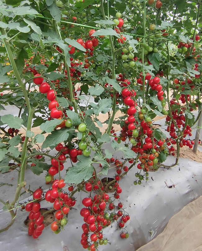 GZT25504番茄（预告）