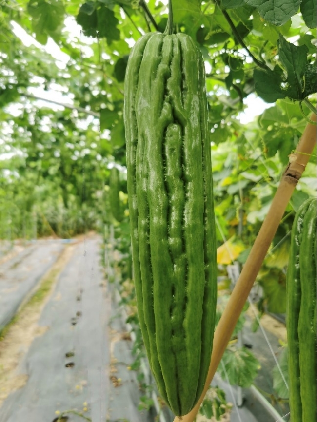 BY1019Y苦瓜(预告)