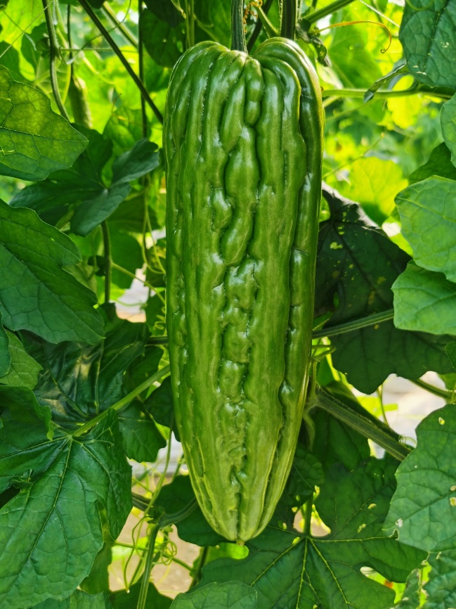 BY1032Y苦瓜（预告）