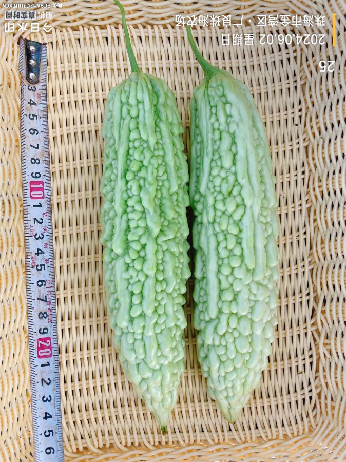 ZH2161W苦瓜（预告）